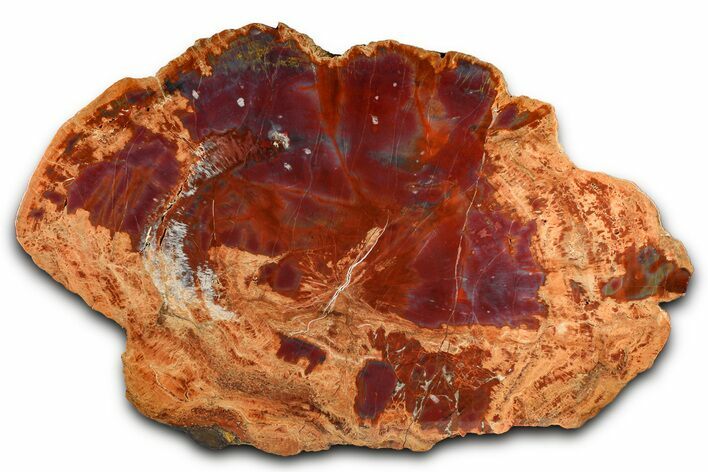 Polished Purple/Red Arizona Petrified Wood End-Cut #382187